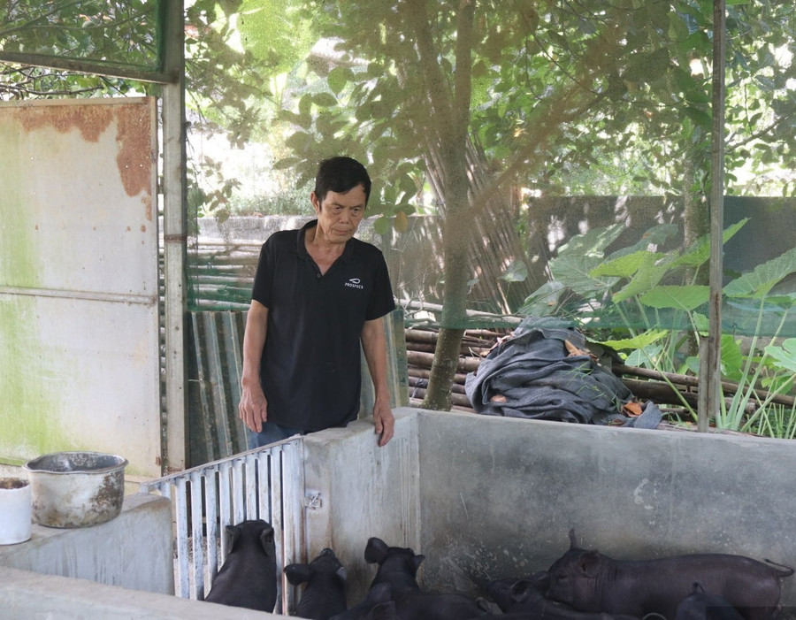 Ông Phạm Hồng Giang bên đàn lợn đen của gia đình. 1000042588.jpg