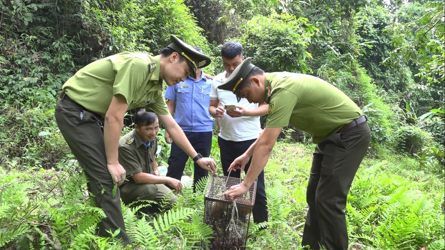 Lực lượng chức năng tiến hành thả cá thể Cu li nhỏ quý hiếm về rừng.