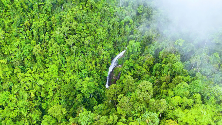 Rừng nguyên sinh rộng lớn có diện tích hơn 16.000 ha.