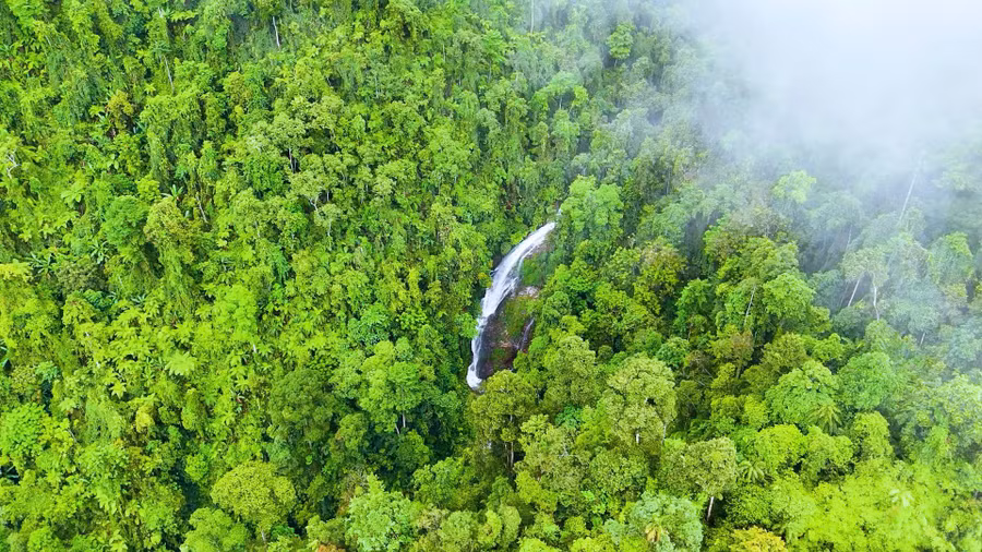Rừng nguyên sinh rộng lớn có diện tích hơn 16.000 ha.