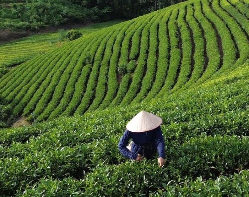 Diện tích chè của gia đình ông Bàn Văn Hạnh được trồng và chăm sóc theo hướng VietGAP.