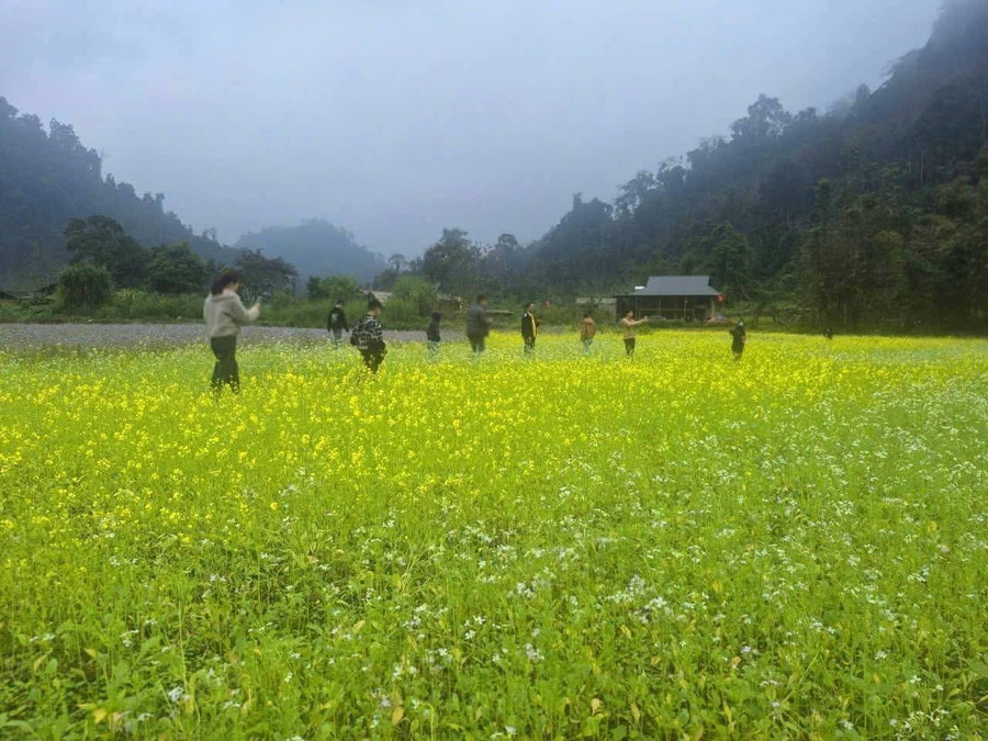 Cánh đồng hoa cải thơ mộng thu hút những bước chân du Xuân.