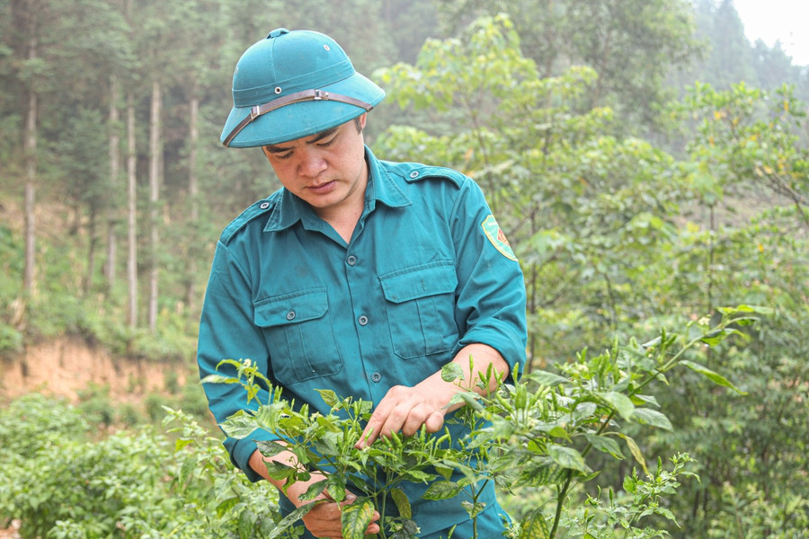 Anh Hà Văn Ngọc, Giám đốc HTX Dịch vụ Nông nghiệp tổng hợp Thanh Niên, xã Yên Minh chăm sóc vườn ớt gió. (Ảnh: Vũ Mừng)