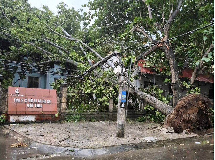 Cây xanh bật gốc vì trong cơn dông có gió giật mạnh. 1000039076.jpg