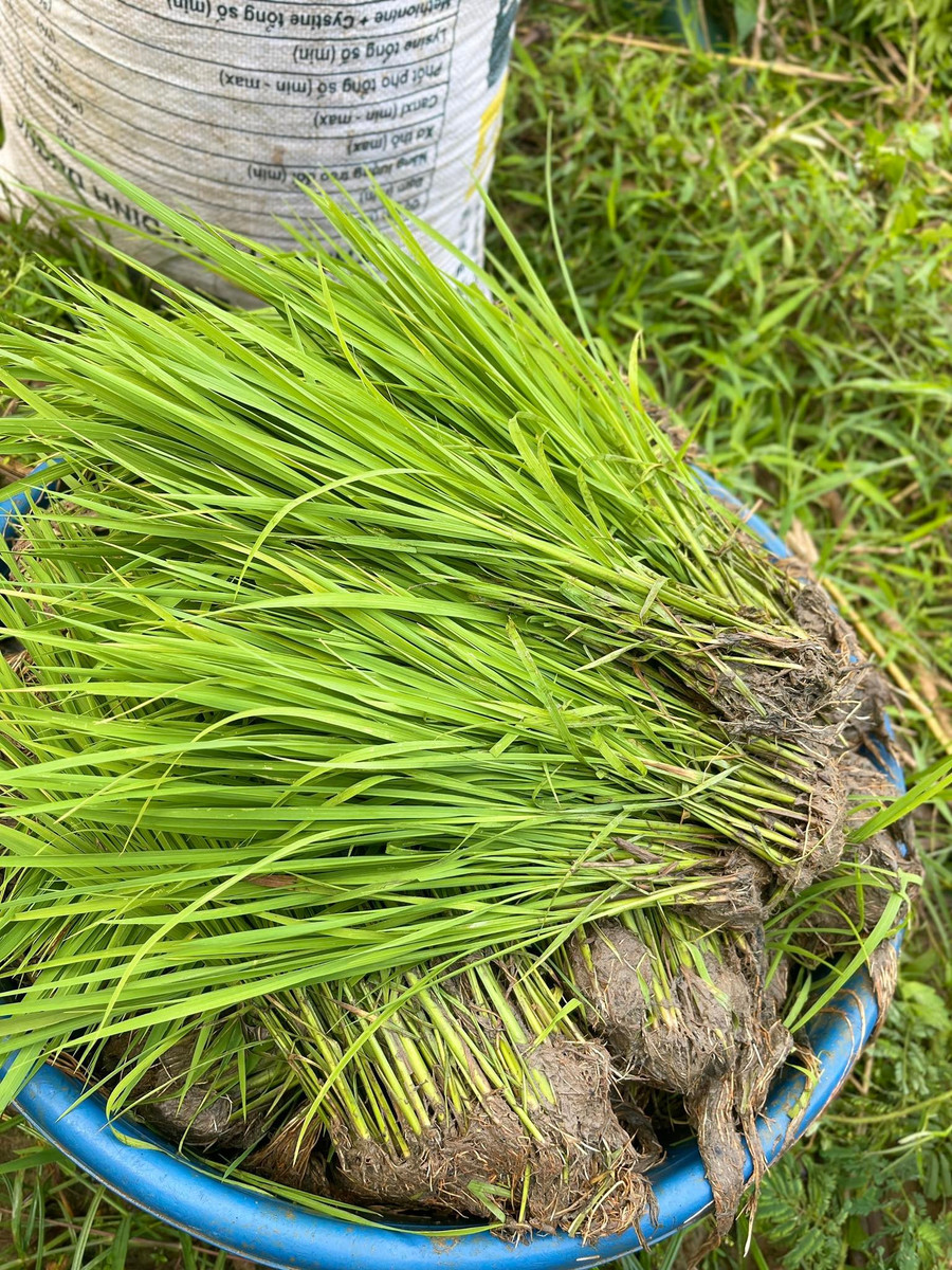 Giống mạ ST25 đưa vào cấy là những cây sinh trưởng và phát triển tốt. 1000042607.jpg