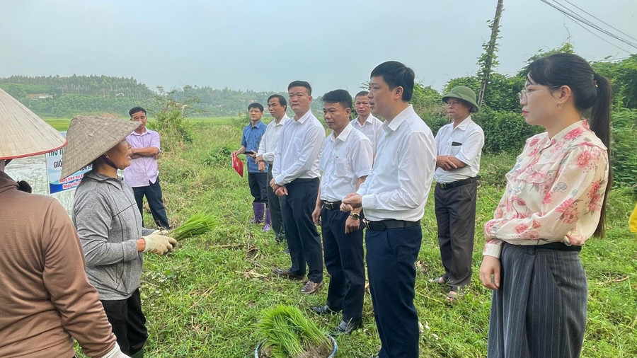 Việc trồng thử nghiệm giống lúa ST25 đã nhận được sự quan tâm, động viên trực tiếp từ các đồng chí lãnh đạo xã Hồng Sơn. 1000042606.jpg