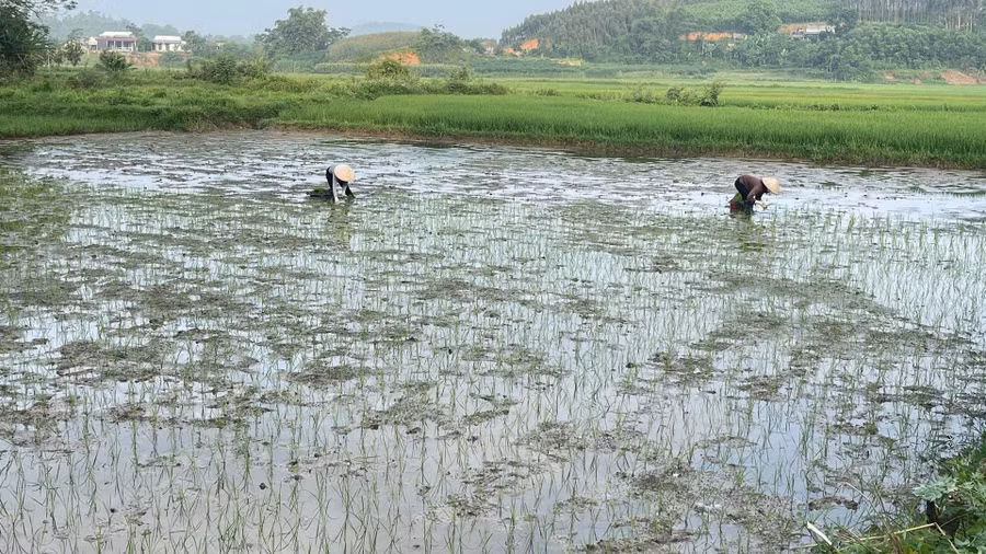 Những cây mạ ST25 đầu tiên đã được cấy xuống trên diện tích 3 sào ruộng của gia đình ông Lê Ngọc Thịnh, thôn Phú Thị, tỉnh Tuyên Quang. 