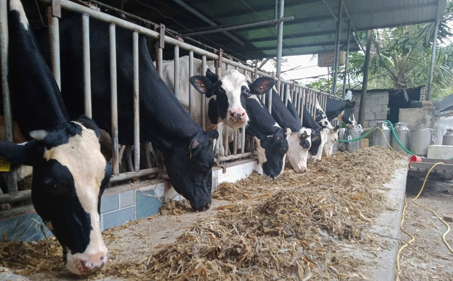 Quy mô phát triển đàn bò sữa của ông Sâm ngày càng được mở rộng. (Ảnh: Thiên Long) 1000042612.jpg