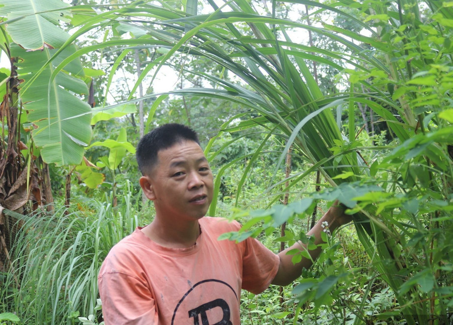 Người dân thôn Bản Noong trồng cỏ voi để cung cấp thức ăn cho trâu, bò. 1000042601.jpg