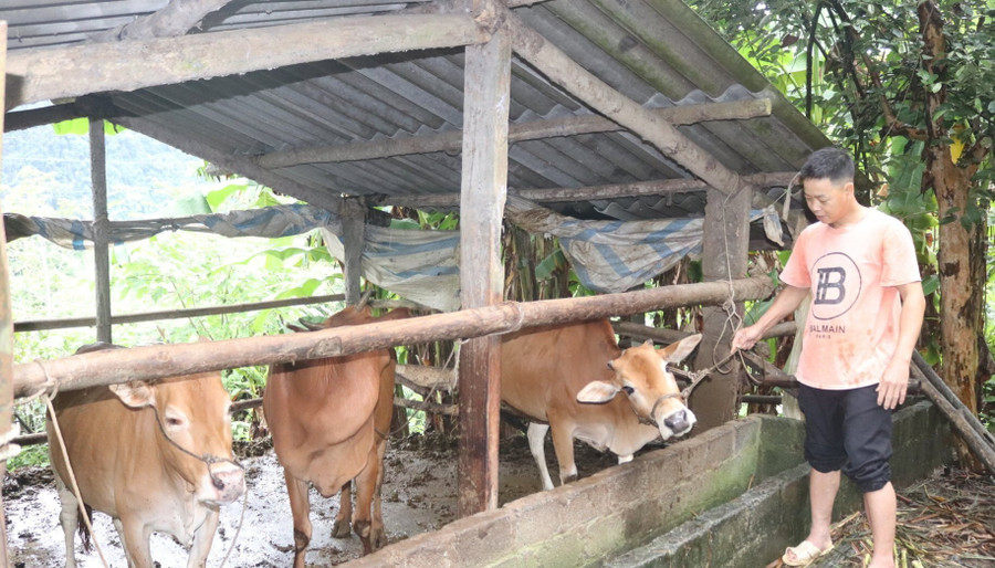 Gia đình ông Nguyễn Văn Kết (thôn Bản Noong, xã Bắc Mê, tỉnh Tuyên Quang) nuôi bò sinh sản. 1000042603.jpg