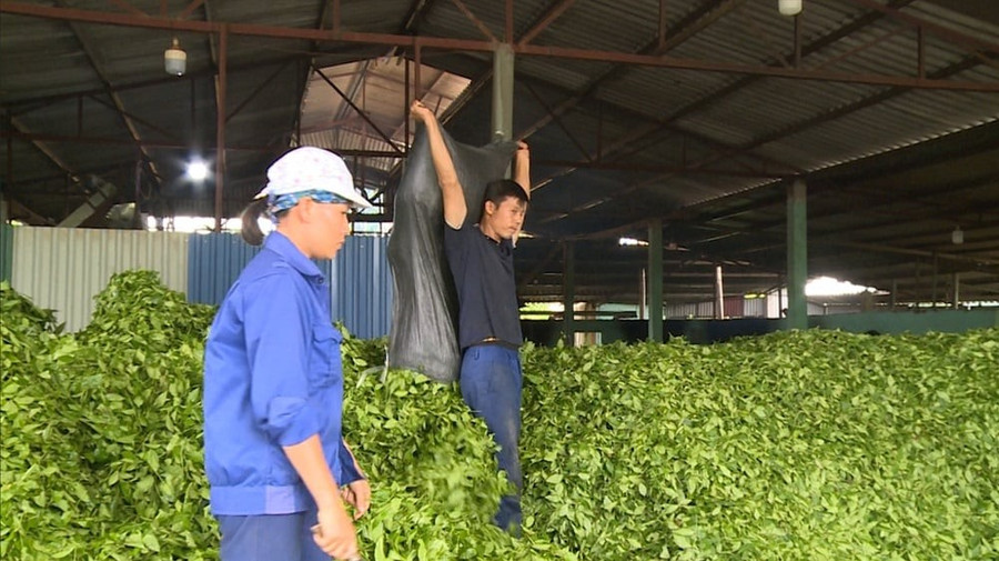 Bên trong nhà máy chế biến chè của HTX sản xuất và dịch vụ Hải Đăng.
