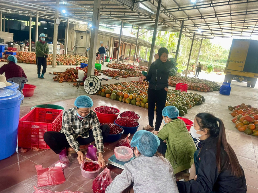 HTX Chung Tín của anh Đoàn Văn Chung tạo việc làm thường xuyên cho 7 lao động với mức lương ổn định 8 triệu đồng/tháng. 