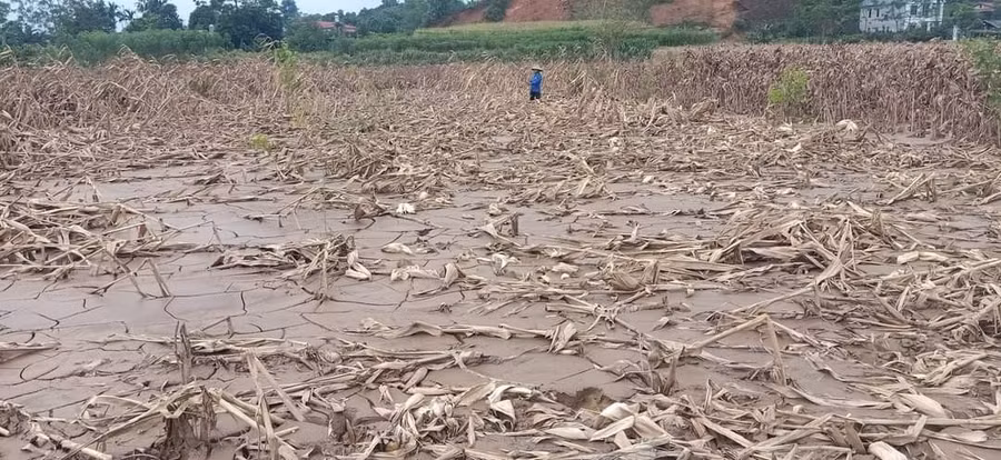 Cánh đồng tại huyện Trấn Yên hoang tàn sau khi nước rút.