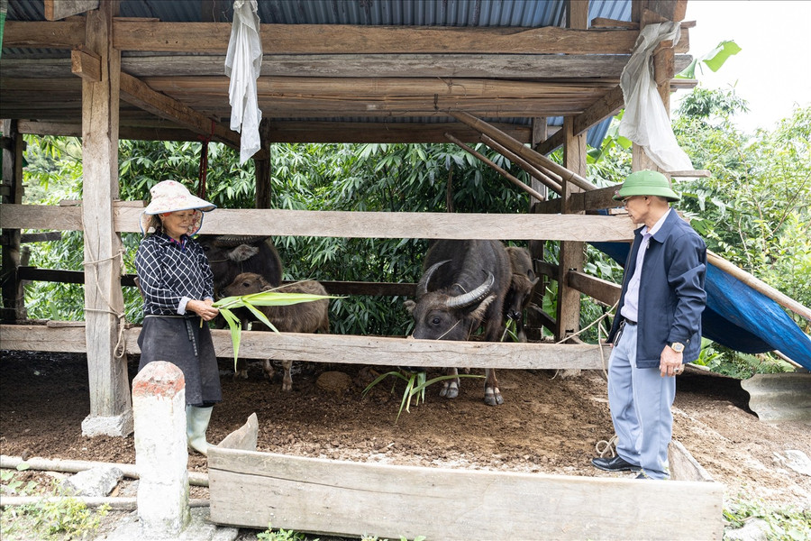 Cán bộ xã Lao Chải hướng dẫn các biện pháp phòng tránh rét cho đàn trâu của gia đình bà Bàn Thị Liệt.