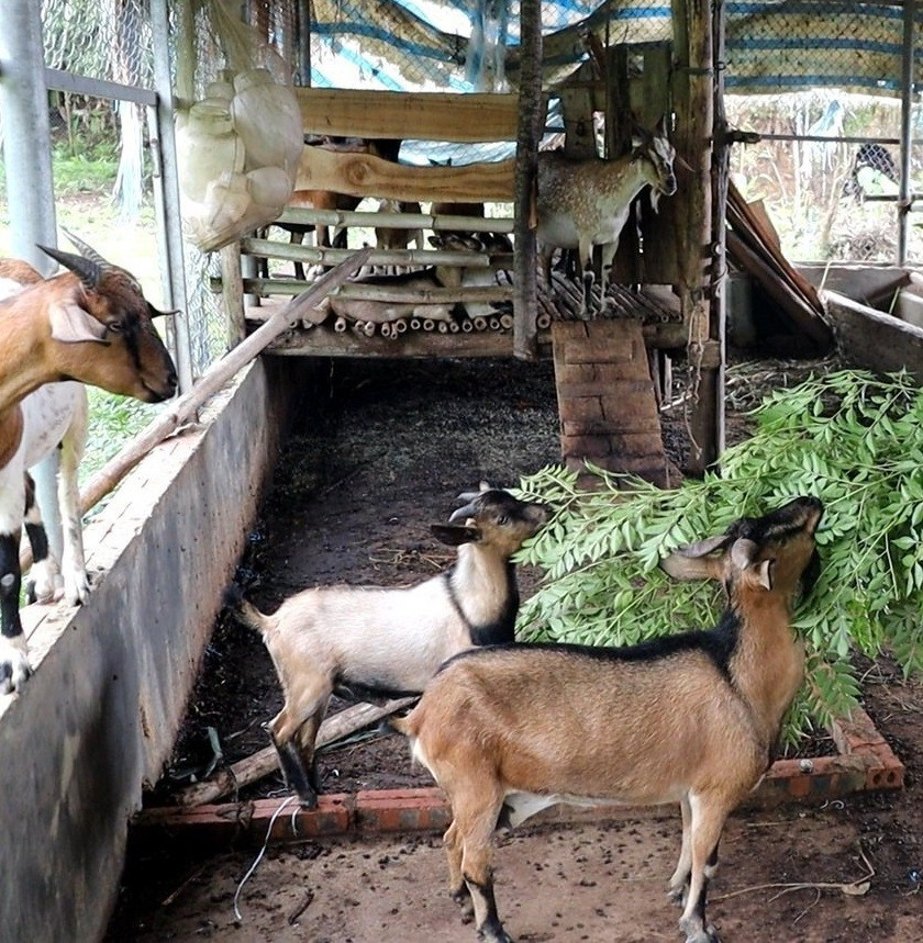 Hiện anh Dũng có 50 con dê, giá trị 150.000 đồng/kg. 112849dung-4-1123.jpg