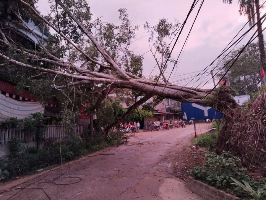 Trận mưa dông và gió lốc quật ngã cây bên đường.