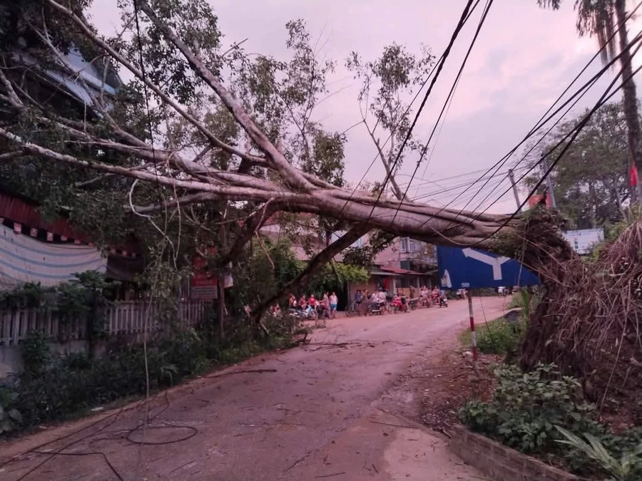 Trận mưa dông và gió lốc quật ngã cây bên đường.