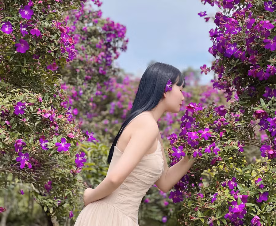 Mùa hoa sim ở Suối Giàng.