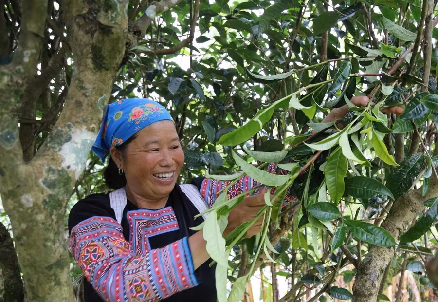 Chè Shan tuyết cổ thụ góp phần giúp bà con người Mông ở Pà Cò nâng cao thu nhập, giảm nghèo. (Ảnh: Viết Linh)