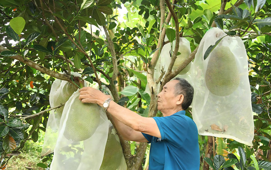 Ông Pao chăm sóc vườn quả của mình. (Ảnh: Phạm Hoan)