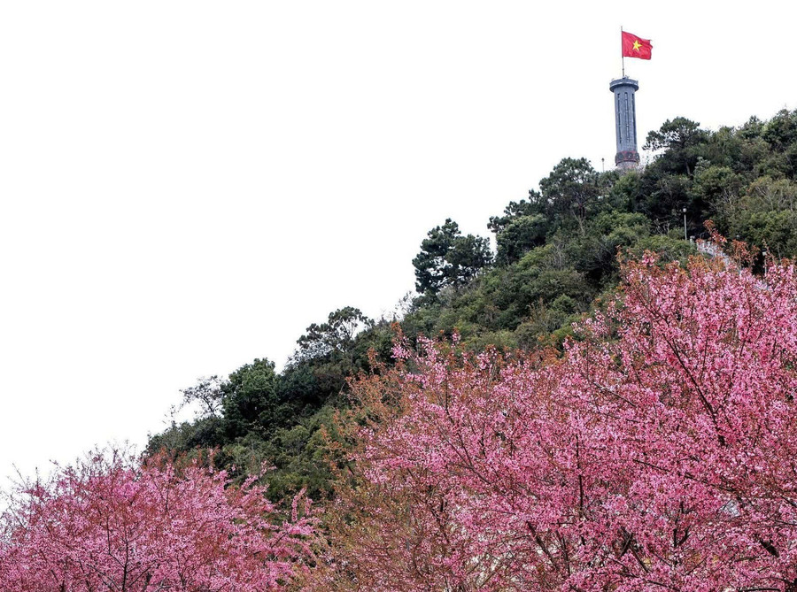 Hoa mai anh đào bung sắc hồng rực rỡ nơi cực Bắc.