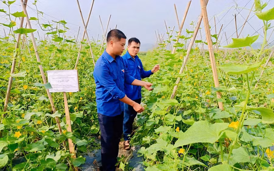 Mô hình trồng rau, củ, quả của đoàn viên Bùi Trường Linh và Nguyễn Văn Công, xã Bình Ca cho thu nhập trên 270 triệu đồng/năm. (Ảnh Khánh Huyền)