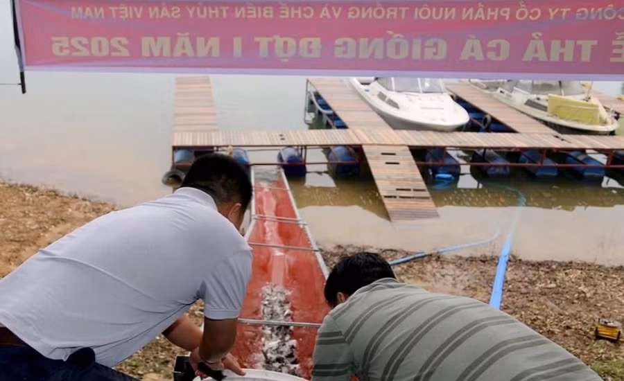 Dự kiến trong năm 2025, 12,6 triệu con cá giống sẽ được bổ sung cho hồ Thác Bà. (Ảnh: Thanh Chi)