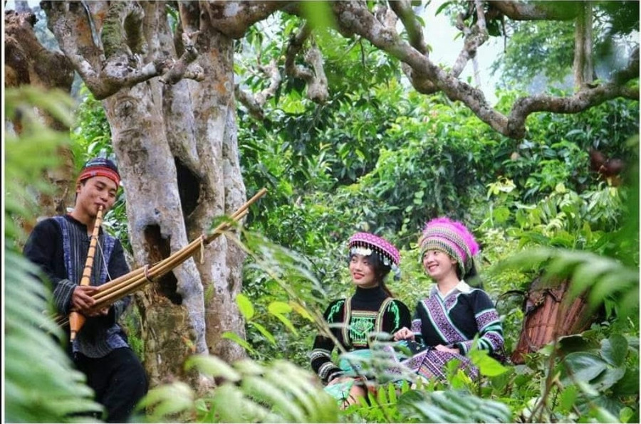 Suối Giàng là nơi có những cây chè Shan tuyết hàng trăm năm tuổi và văn hóa truyền thống độc đáo của người dân bản địa. 1000031848.jpg