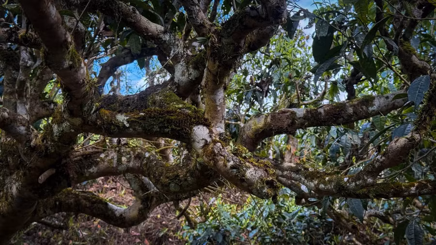 Chè Shan tuyết cổ thụ, đặc sản mang đậm nét văn hóa của vùng cao Tuyên Quang.