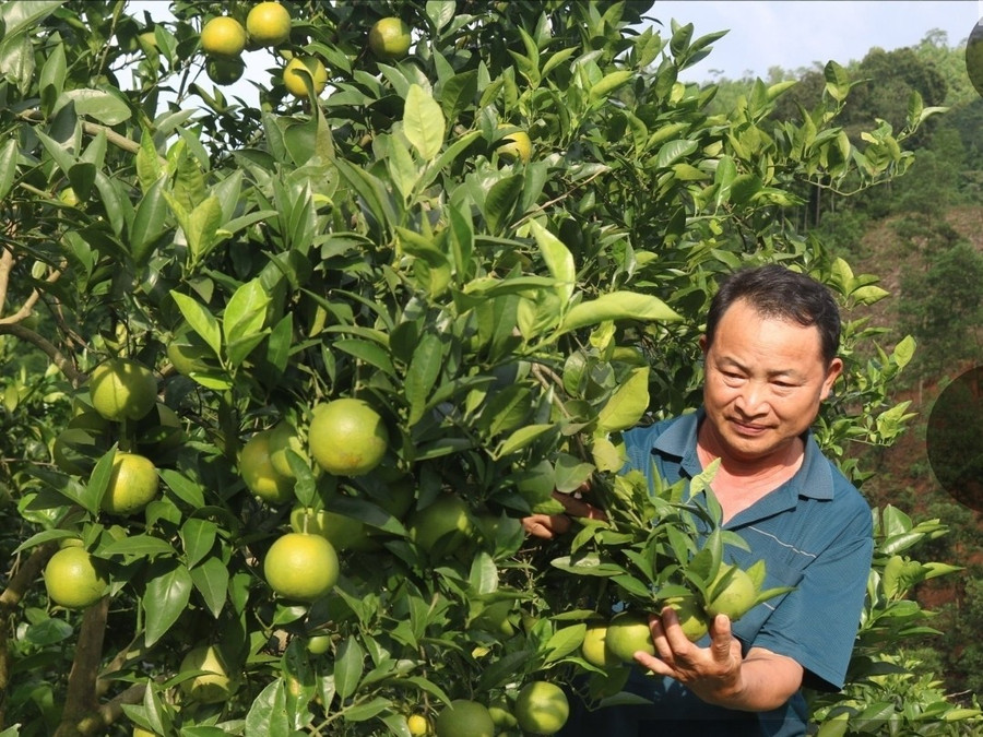 Anh Giàng Quảng Hà bên những trái cam mọng nước.
