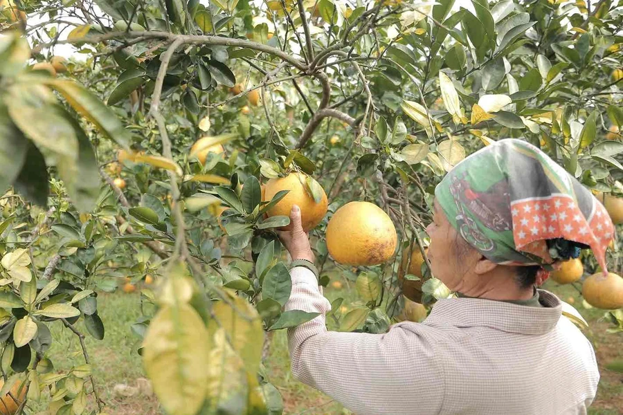 Bưởi Đại Minh kịp thời khắc phục sau bão số 3, kịp thời thu hoạch vụ cận Tết.