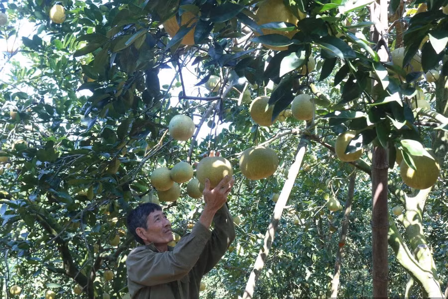 Ông Nguyễn Duy Thuỵ, thôn Đội Bình, xã Nhữ Khê, Tuyên Quang thu hoạch bưởi vàng. (Ảnh: Mùa Xuân)