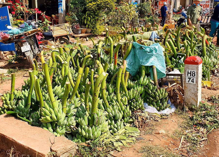 Nhiều buồng chuối đã được thương lái chọn mua tập kết lại bên đường để bốc lên xe.