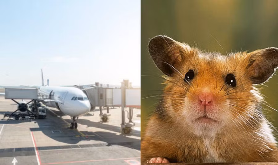 Chuột lang trốn thoát khỏi lồng gây hỗn loạn trên máy bay đã khiến máy bay phải dừng bay vì lo ngại về an toàn.