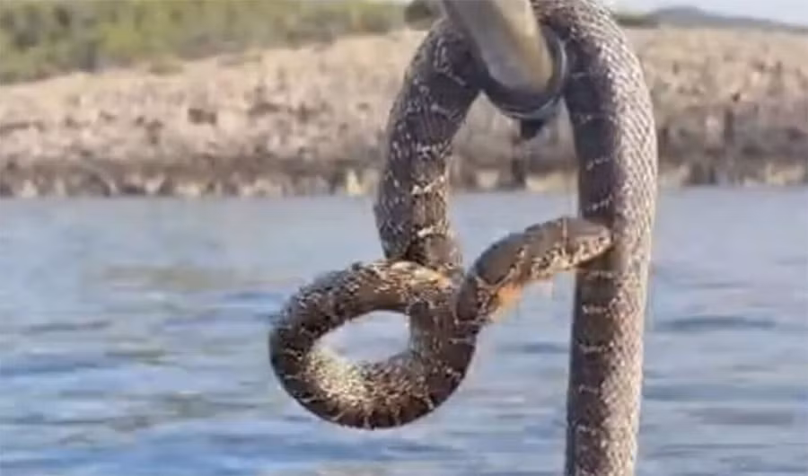 Loài rắn dài gần 2 mét xâm chiếm vùng biển quanh hòn đảo nghỉ dưỡng ở Ibiza đang gây hoảng loạn cho du khách.