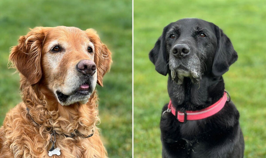 Hai chú chó siêu đánh hơi Bumper (trái) và Peanut được huấn luyện bởi tổ chức từ thiện Medical Detection Dogs.