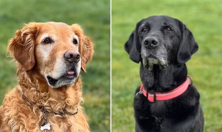 Hai chú chó siêu đánh hơi Bumper (trái) và Peanut được huấn luyện bởi tổ chức từ thiện Medical Detection Dogs.
