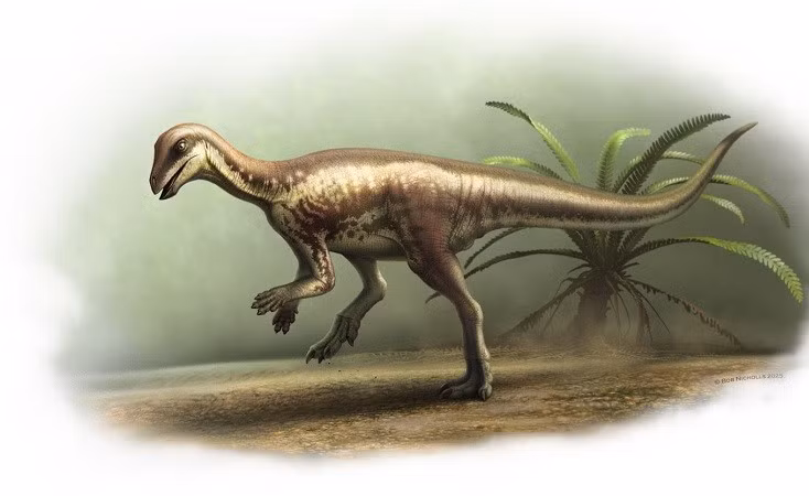 Loài khủng long mới có kích thước bằng chú chó collie.