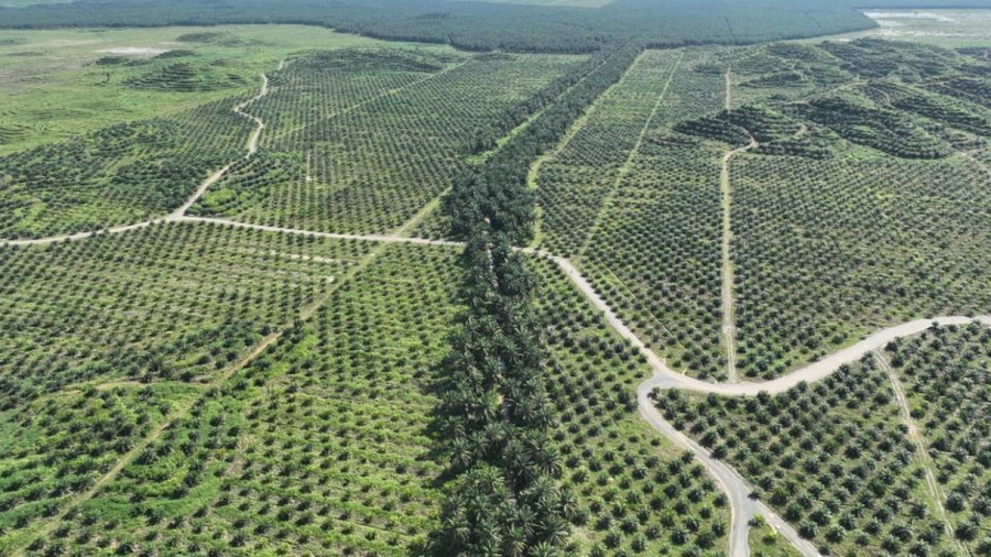 Các hành lang động vật hoang dã chạy qua các đồn điền cọ, kết nối các khu vực rừng tự nhiên và giúp voi dễ dàng di chuyển qua đó hơn.