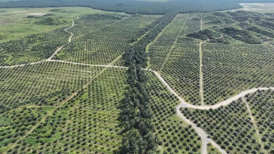 Các hành lang động vật hoang dã chạy qua các đồn điền cọ, kết nối các khu vực rừng tự nhiên và giúp voi dễ dàng di chuyển qua đó hơn.