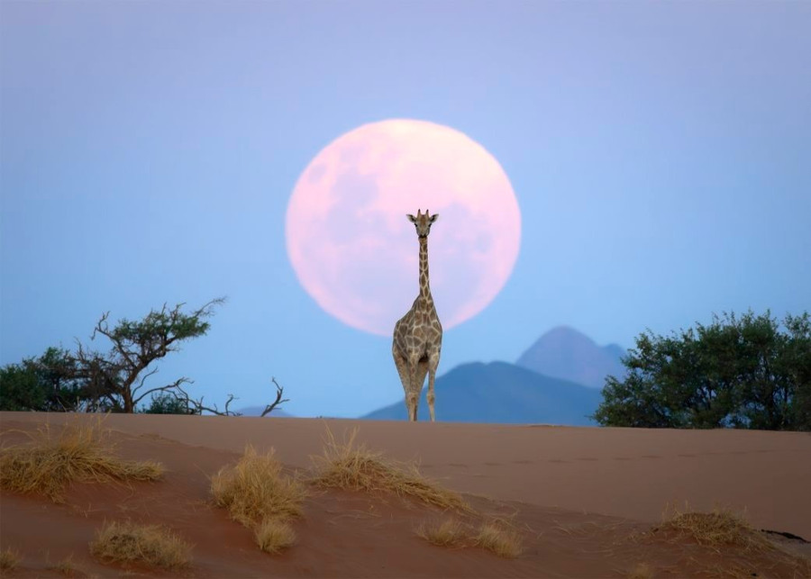 Bức ảnh xuất sắc về một con hươu cao cổ đang đứng trên đỉnh cồn cát của nhiếp ảnh gia Kyle Goetsch.