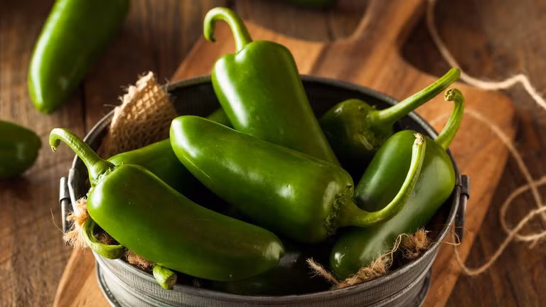Ớt jalapeno được trồng tại bang Sinaloa của Mexico.