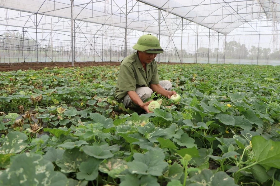 Ông Vũ Hoài Nhân áp dụng khoa học kỹ thuật vào trồng dưa lê, mang lại hiệu quả kinh tế cao.