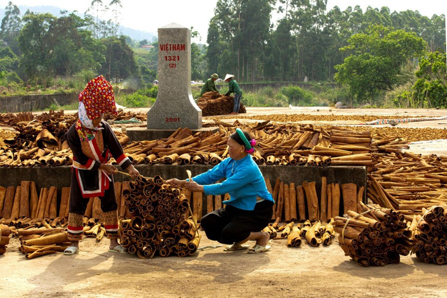 Quế được phơi tại một số cột mốc ở huyện Bình Liêu cũ.