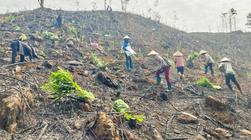 Người dân xã Quảng Đức trồng rừng sản xuất. 56488.jpg