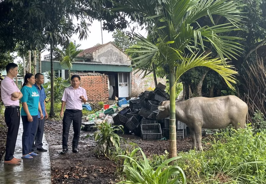 Nguồn vốn tín dụng chính sách giúp gia đình chị Lương Thị Vinh, xã Quảng Tân, huyện Đầm Hà có thêm kinh phí phát triển chăn nuôi gia súc. 