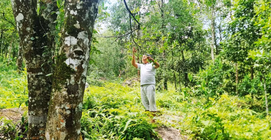 Ông Dường Chống Thím, xã Hoành Mô, huyện Bình Liêu bên vườn hồi của gia đình.