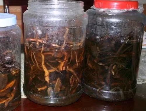 Rễ cây rừng được ngâm với rượu. Ảnh minh hoạ