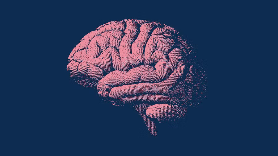 Những người tuân thủ chặt chẽ chế độ ăn MIND có xu hướng mất ít mô não hơn theo thời gian.