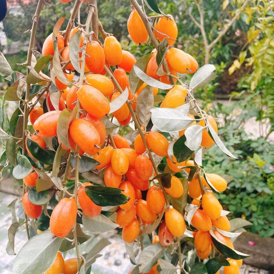 Cây nhót mẹ trồng mấy năm trước bắt đầu cho trái, mùa đầu mà đã sai trĩu quả. Ảnh: Vân Anh.